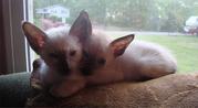 Siamese Kittens..