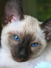 Pedigreed Siamese Kittens for Sale