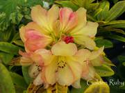 Amazing Rhododendrons delivered to your Door!