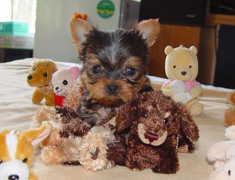 TEA CUP YORKIE PUPPIES FOR